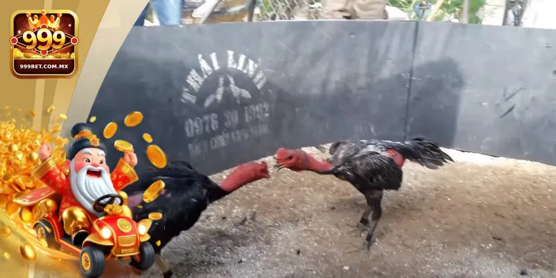 Trực Tiếp Gà Chọi C1 Uy Tín Tại Nhà Cái 999bet 1 Đôi nét giới thiệu về trực tiếp gà chọi C1