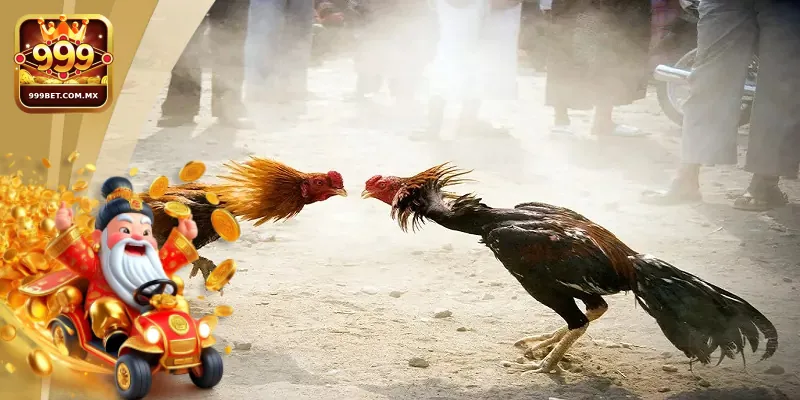 Hướng dẫn chi tiết các bước tham gia sân chơi đá gà tại 999bet 