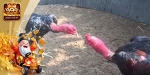 Trực Tiếp Gà Chọi C1 Uy Tín Tại Nhà Cái 999bet